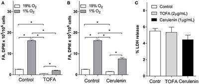 Fatty Acid Biosynthesis Inhibition Increases Reduction Potential in Neuronal Cells under Hypoxia